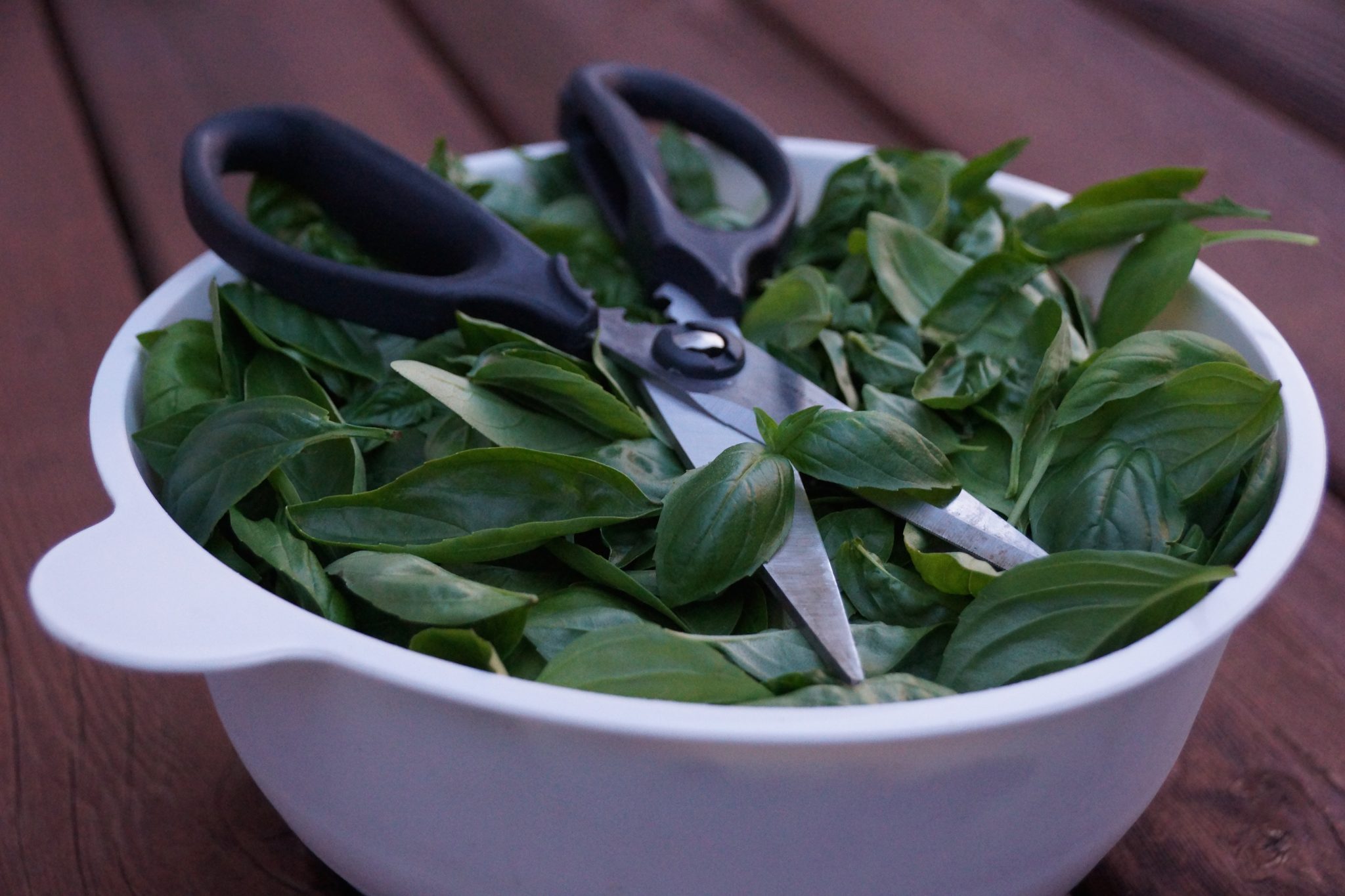 How to Harvest Freeze Basil Heeman s