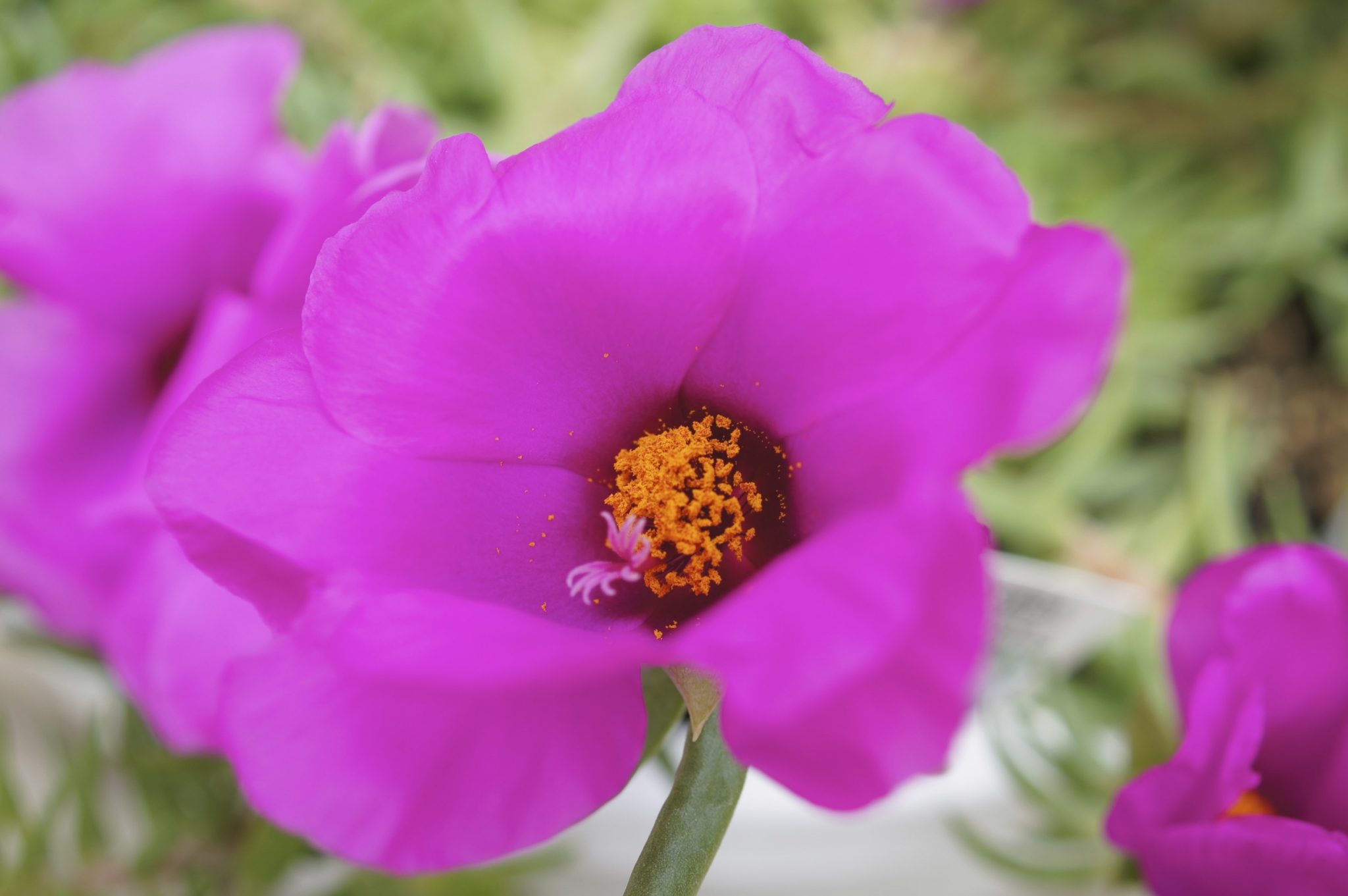 Selecting Annuals for Dry Locations - Heemans