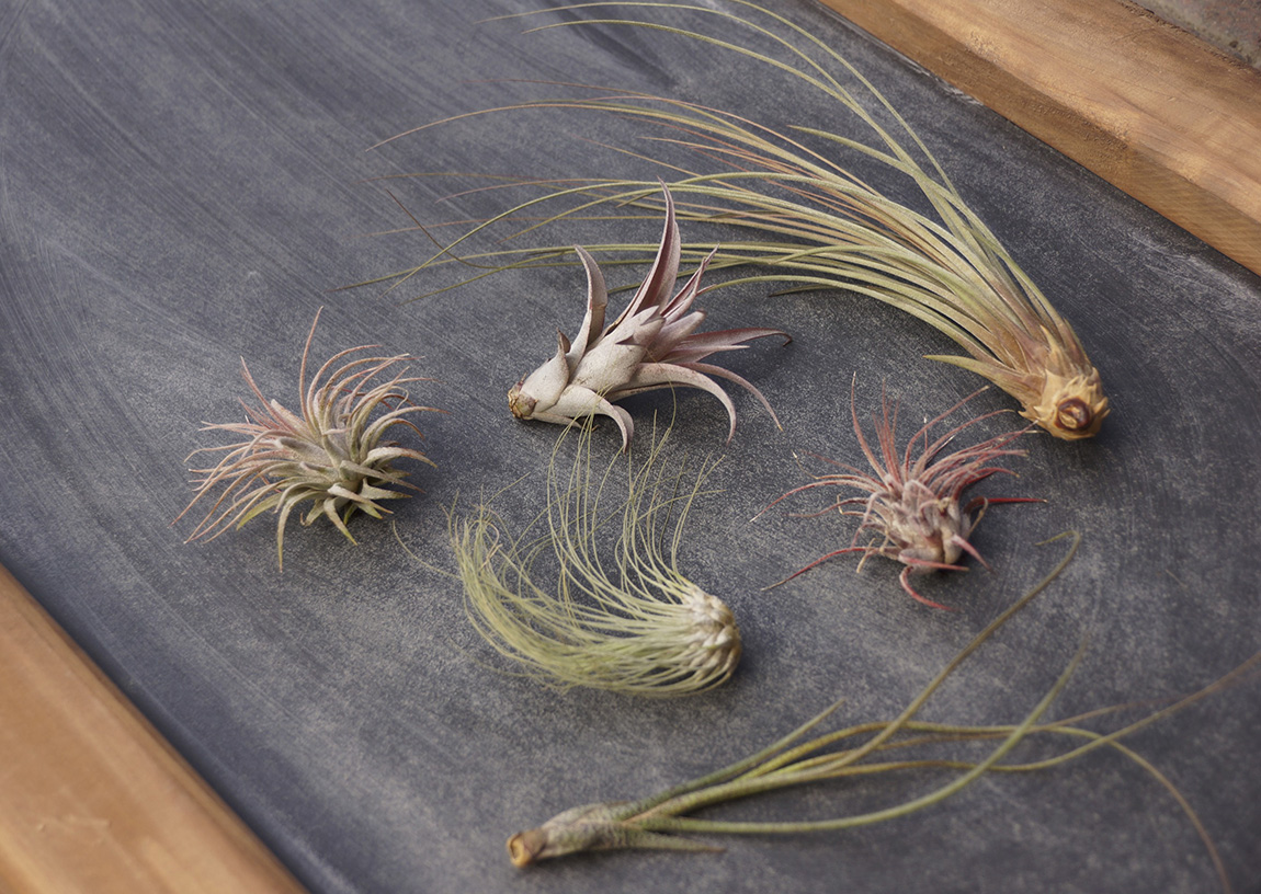 how to trim air plants