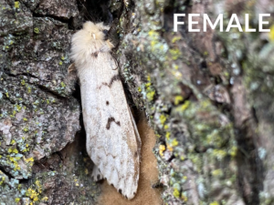 Heemans Gypsy Moth Prevention Female
