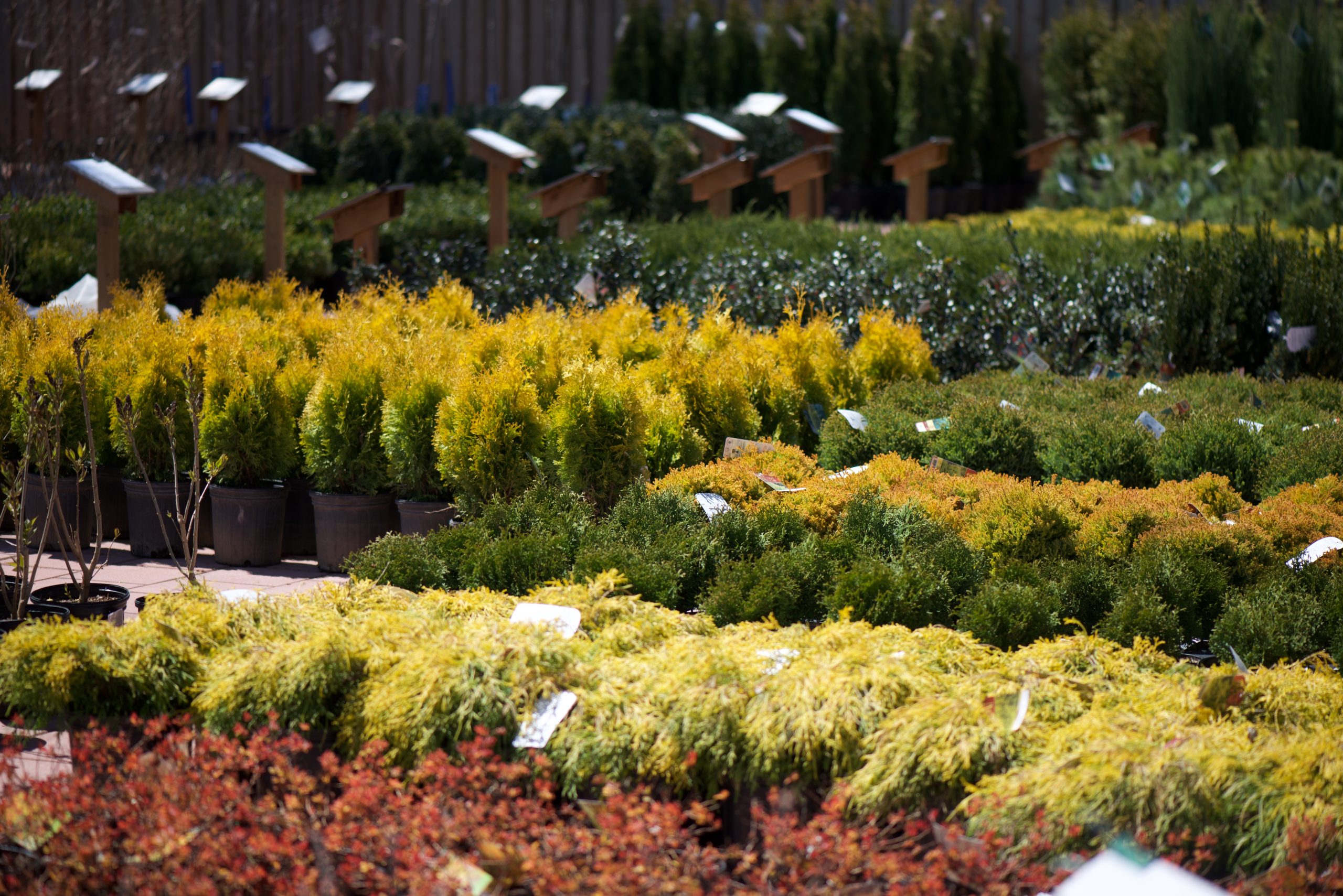 🌲 Nursery London Ontario | Heeman's (519) 461-1416 | Shrubs